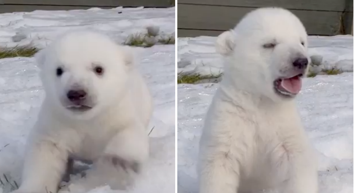 Isbjörn, Unge, Snö